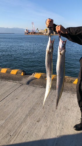 タチウオの釣果