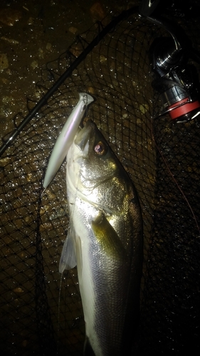 スズキの釣果