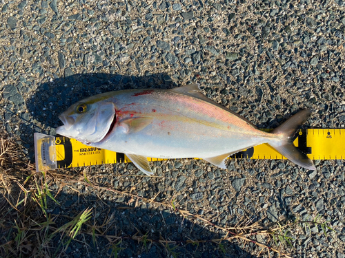 ショゴの釣果