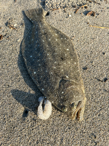 ソゲの釣果