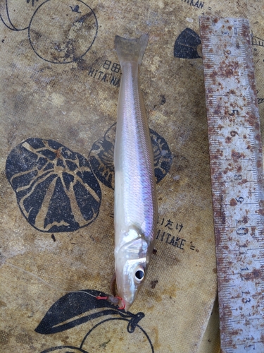 キスの釣果