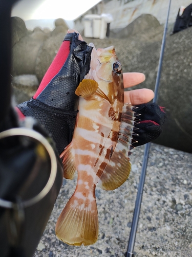 アカハタの釣果