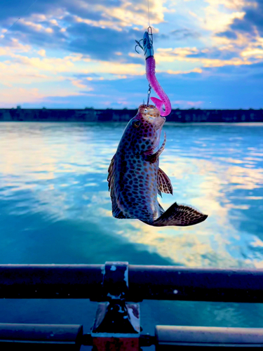 オオモンハタの釣果