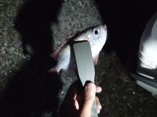 ゴマヒレキントキの釣果