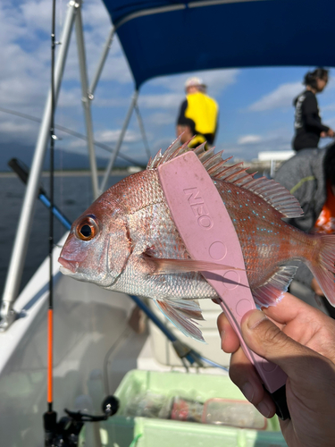 タイの釣果