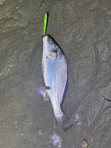 ニベの釣果