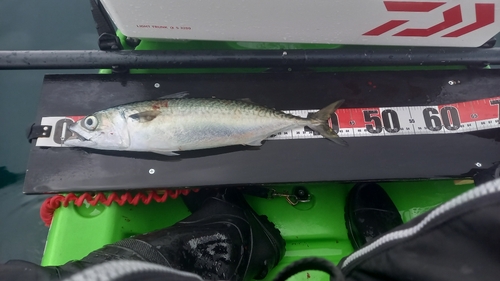 サバの釣果