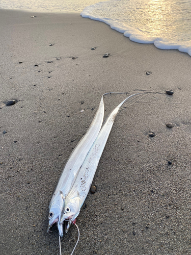 タチウオの釣果