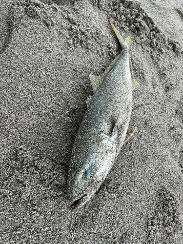 イナダの釣果