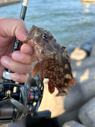 カサゴの釣果