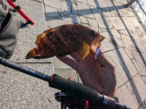 アコウの釣果