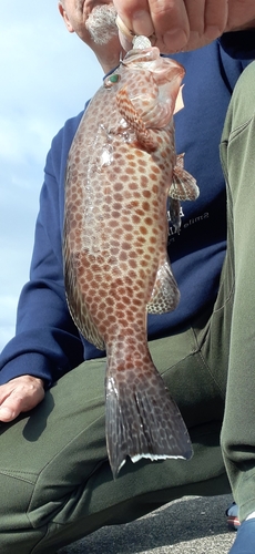 オオモンハタの釣果