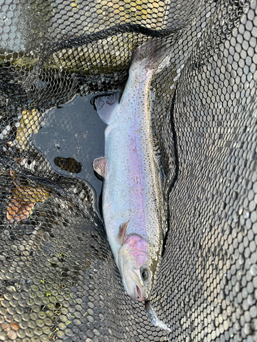 ニジマスの釣果