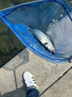 ソウダガツオの釣果