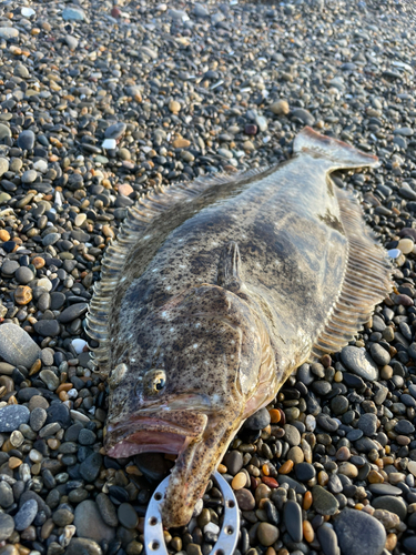 ヒラメの釣果