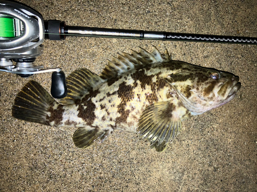 タケノコメバルの釣果