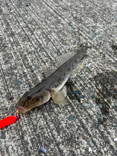 ハゼの釣果