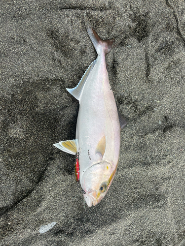 ショゴの釣果