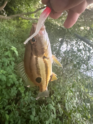 ヤマトビーの釣果