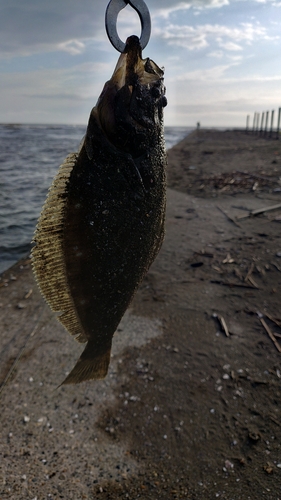 ソゲの釣果