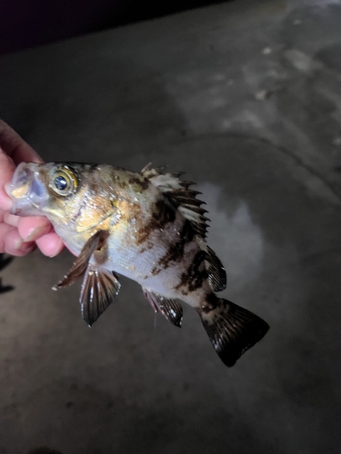 シロメバルの釣果