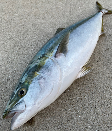 ヤズの釣果