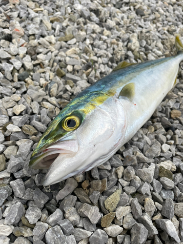 ワカナゴの釣果