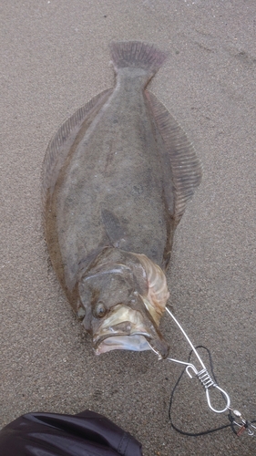 ヒラメの釣果