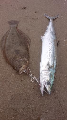 サワラの釣果