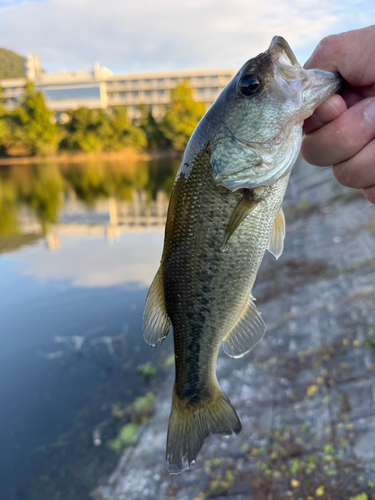 ラージマウスバスの釣果