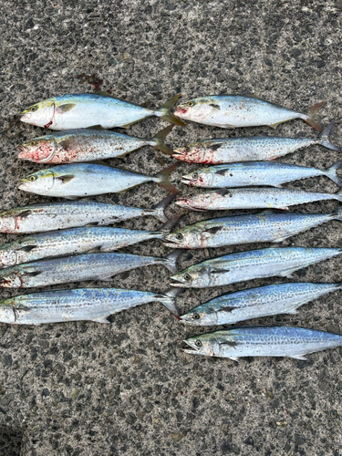 ヤズの釣果