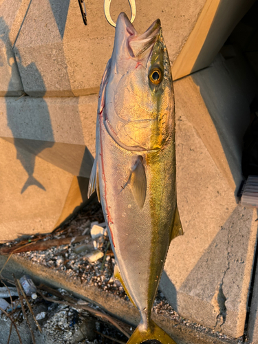 メジロの釣果