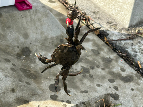 モクズガニの釣果