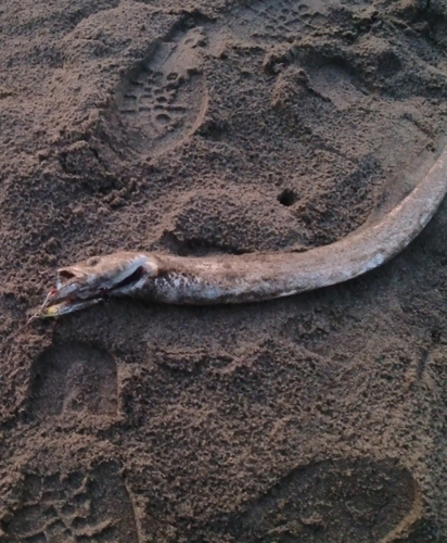 タチウオの釣果