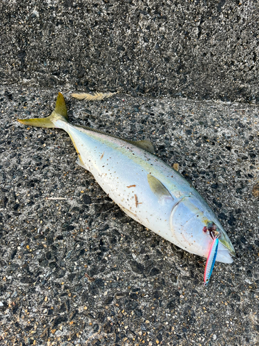 ハマチの釣果