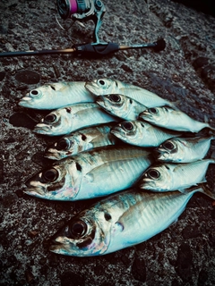 アジの釣果