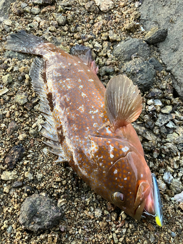 アコウの釣果