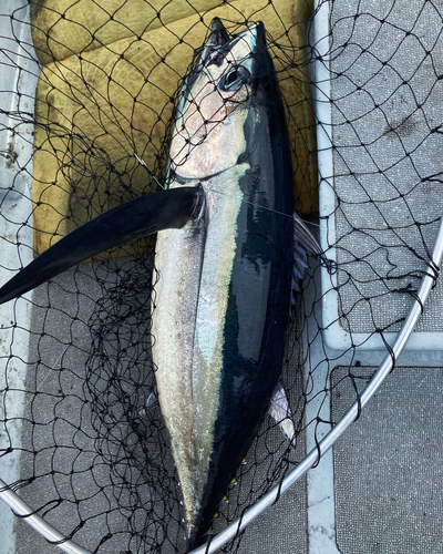 ビンチョウマグロの釣果