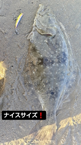 ヒラメの釣果