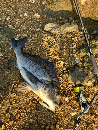 チヌの釣果