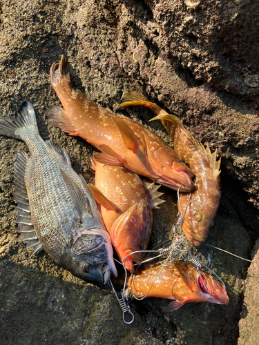 アコウの釣果