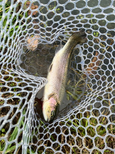 トラウトの釣果