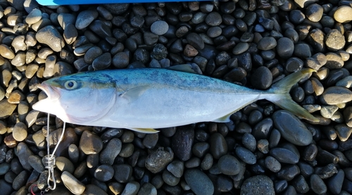 ツバスの釣果