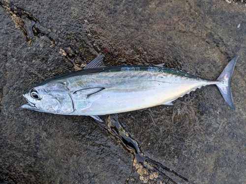 ソウダガツオの釣果