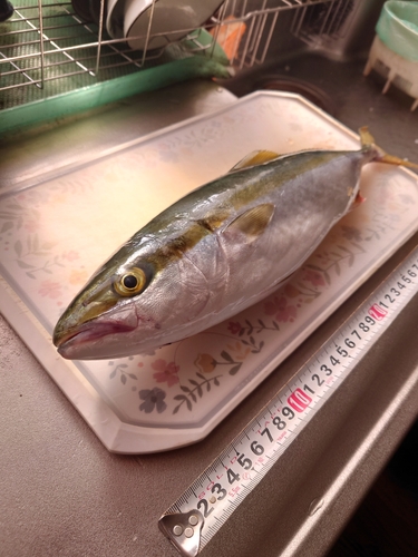 ハマチの釣果