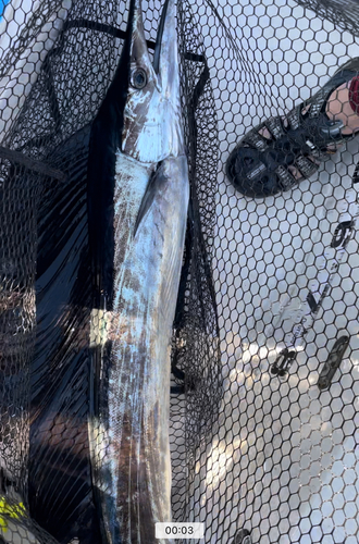 カジキの釣果