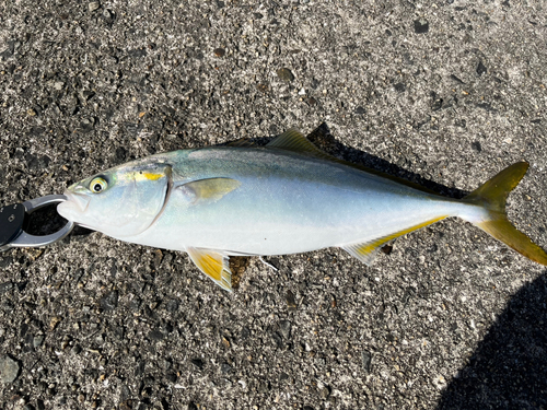 ハマチの釣果