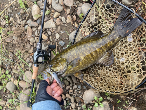 スモールマウスバスの釣果