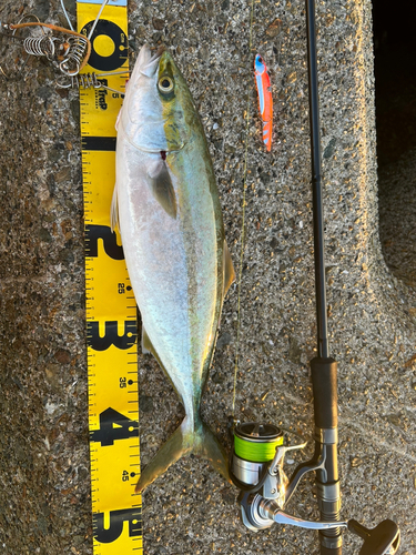 ハマチの釣果