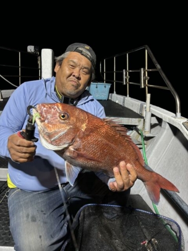 マダイの釣果